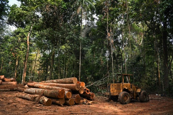 In jaar tijd gebied bijna zo groot als Vlaanderen ontbost in Brazilië