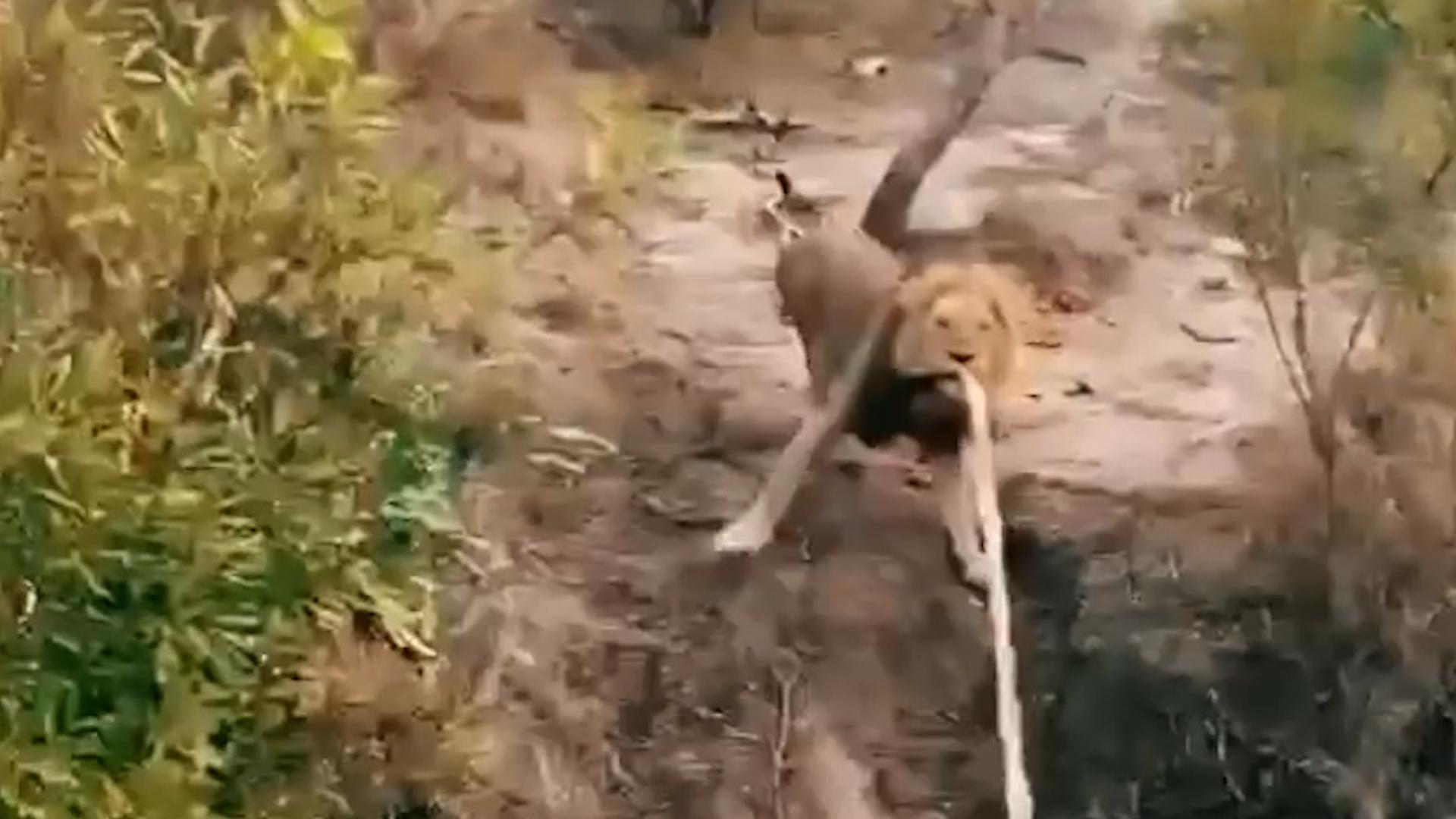 Playful lion takes on a challenge with jeep full of tourists