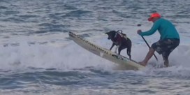 Honden strijden voor titel op Surf Dog Festival in Brazilië