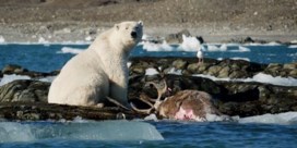 Unieke beelden: ijsbeer jaagt op rendier en eet het vervolgens op