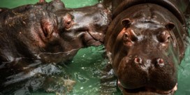Ook twee nijlpaarden Antwerpse Zoo besmet met coronavirus