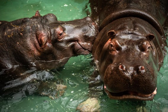 Ook twee nijlpaarden Antwerpse Zoo besmet met coronavirus