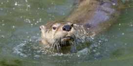 Brit aangevallen door otters in Singapore: ‘Ik dacht dat ik ging sterven’  