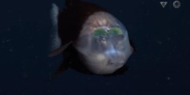  Wetenschappers maken prachtige beelden van zeldzame diepzeevis met doorzichtige kop  
