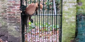 Vos op kippenjacht zit plots vast in poortje in hartje Brugge  
