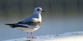 ‘Heilige graal voor vogelaars’ in Nieuwpoort  