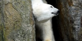 Oudste ijsbeer van Europa gestorven in Berlijnse zoo  
