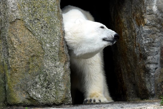Oudste ijsbeer van Europa gestorven in Berlijnse zoo