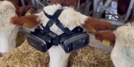 Boer geeft koeien VR-bril en krijgt prompt meer melk