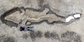 Skelet van gigantische zeedraak ontdekt in Brits natuurreservaat