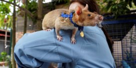 Heldhaftige rat van Belgische ngo die in Cambodja mijnen opspoorde, is overleden  