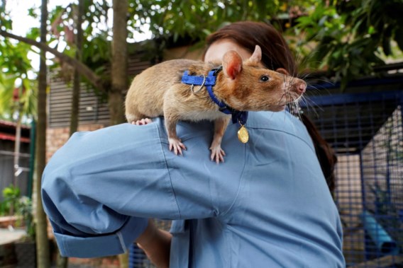 Heldhaftige rat van Belgische ngo die in Cambodja mijnen opspoorde, is overleden