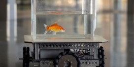 Onderzoek wijst uit: goudvis kan voertuig besturen  