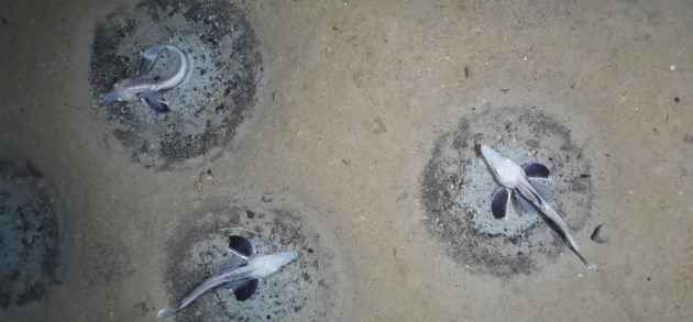 Wetenschappers staan perplex door ‘ongeziene’ vondst van 60 miljoen nesten van ijsvissen  