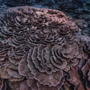 Bijzonder groot en ongeschonden koraalrif ontdekt voor de kust van Tahiti  