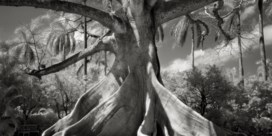 Expo 'In the shadow of trees': zo betoverend kunnen bomen zijn