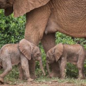 Zeldzaam nieuws uit het dierenrijk: olifant bevallen van tweeling  