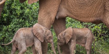 Zeldzaam nieuws uit het dierenrijk: olifant bevallen van tweeling  