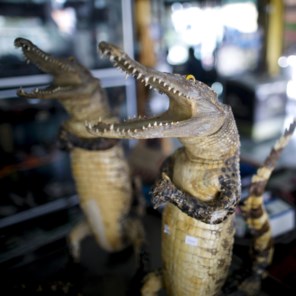 In beeld | Thai ruilen varkensvlees voor krokodil