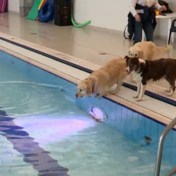 Honden hebben tijd van hun leven in Antwerps zwembad  