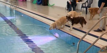 Tachtigtal honden hebben tijd van hun leven in Antwerps zwembad  