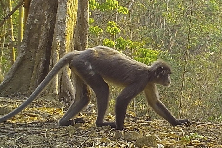 Meer dan 200 nieuwe fauna en flora ontdekt langs Mekong