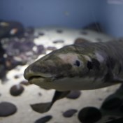 Australische longvis is oudste aquariumvis ter wereld  