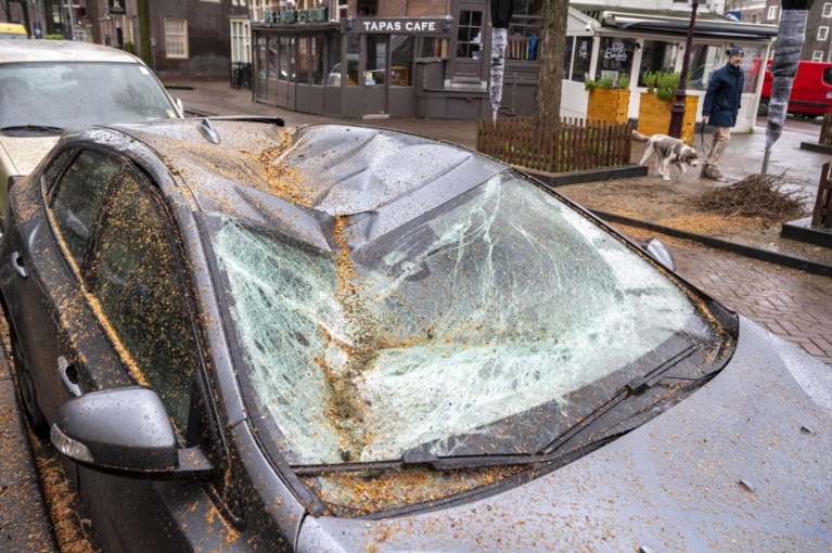 Storm Corrie trekt over het land: gesneuvelde bomen, Scheldekaaien overspoeld en hoge golven in Blankenberge