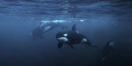 Nooit eerder vastgelegd: orka’s doden volwassen blauwe vinvis  
