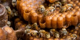 Egoïstische bijen worden massaal afgemaakt  