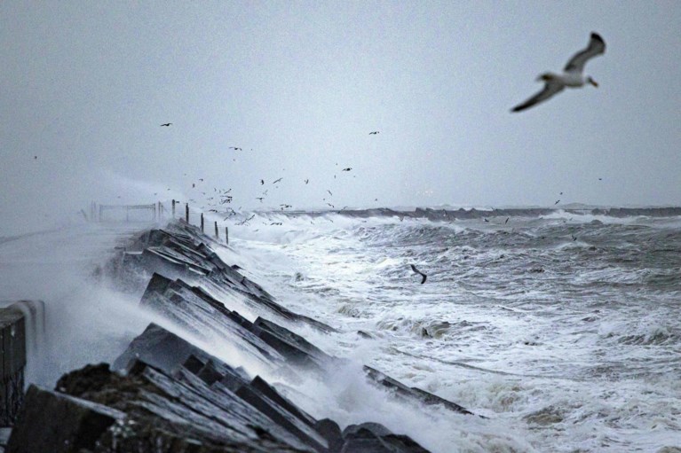 Storm Corrie trekt over het land: gesneuvelde bomen, Scheldekaaien overspoeld en hoge golven in Blankenberge 