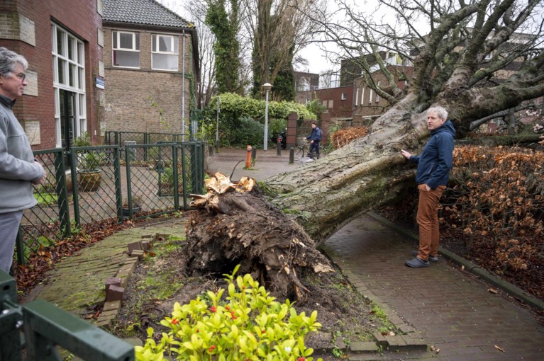 Storm Corrie trekt over het land: gesneuvelde bomen, Scheldekaaien overspoeld en hoge golven in Blankenberge 
