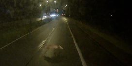 Dashcam filmt hoe wolf ontsnapt aan wielen van trucker in Limburg  