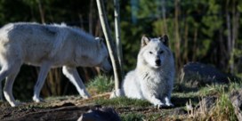 Jagers verknallen het wolvensprookje in Yellowstone  