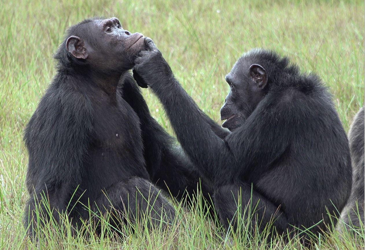 Chimpanzees treat wounds with insects