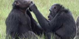 Chimpansees behandelen wonden met insect  