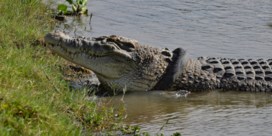 Krokodil na zes jaar bevrijd van band rond nek  