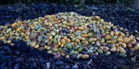 ‘Eerlijk’ chocolademerk geeft  1.700 gevallen van kinderarbeid toe  