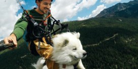 Vriendschap naar een hoger niveau: hond en baasje paragliden door de Franse Alpen  