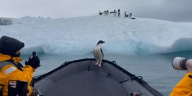 Pinguïn lift ongestoord mee op toeristenboot om niet als maaltijd te eindigen