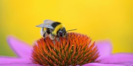 ‘Zelfs golfterreinen zijn een obstakel voor bijen die voedsel zoeken’