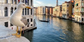 Hotelgasten in Venetië krijgen waterpistolen om meeuwen weg te houden