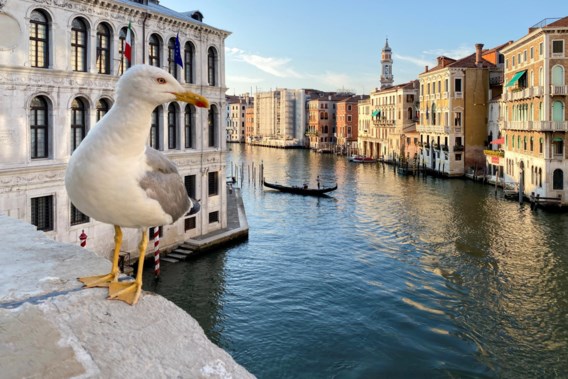 Hotelgasten in Venetië krijgen waterpistolen om meeuwen weg te houden