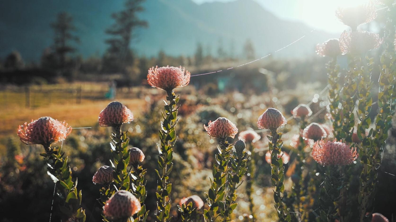 This is how you turn three square meters into a sea of ​​flowers