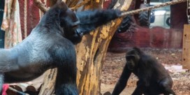 Gorilla doodt aapje voor ogen van bezoekers Pairi Daiza: ‘Gorilla is zelf geschrokken’
