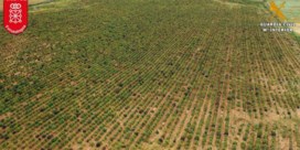 415.000 cannabisplanten op 67 hectare grond: Spaanse politie rolt ‘grootste plantage in Europa’ op