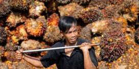 Exportverbod voor palmolie uitgebreid