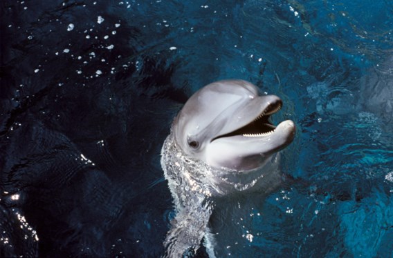 ‘Rusland beschermt marinebasis op de Krim met dolfijnen’