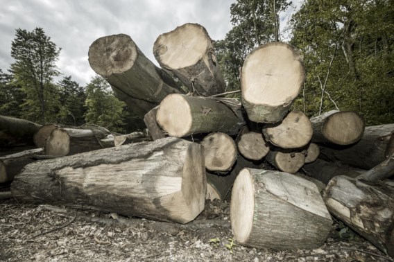 ‘Natuur en Bos moet strikter omgaan met ontbossingen’