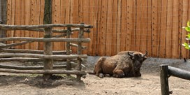 Vier Europese bizons noodgedwongen ingeslapen in Bellewaerde Park
